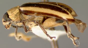 Media type: image;   Entomology 29089 Aspect: habitus lateral view